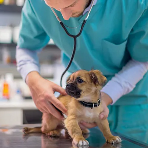 Protect Your Dog from Parvo: Symptoms, Prevention, and Treatment