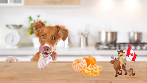 Think Twice Before Feeding Your Dog Tangerines: Here's Why
