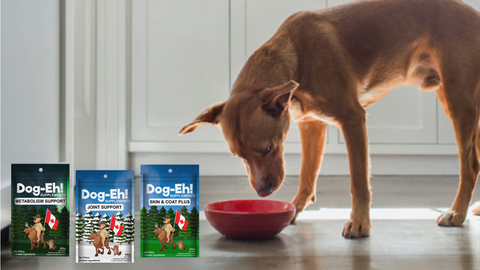 Transform Your Dog's Health with Game-Changing Supplements