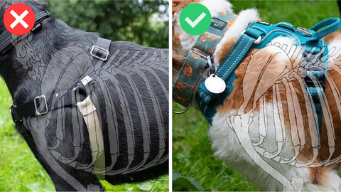 Warning: These Harnesses Can Harm Your Dog's Natural Movement