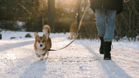 Winter Weather Survival Guide for Dogs: How to Protect your Dog