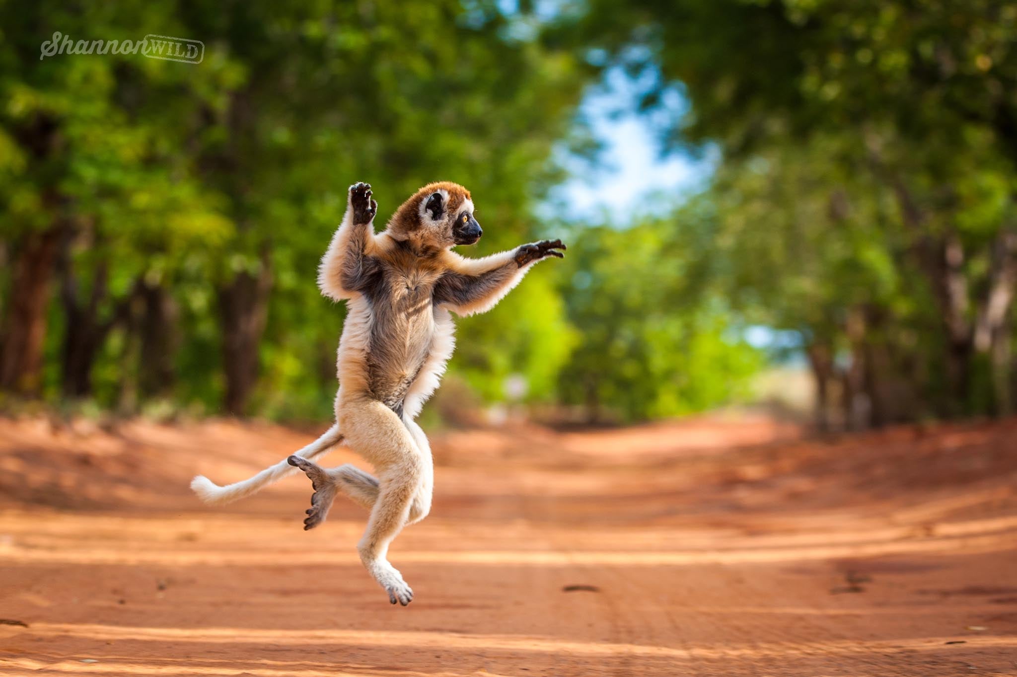 Dancing_Animals_By_Shannon_Benson_ShannonWild