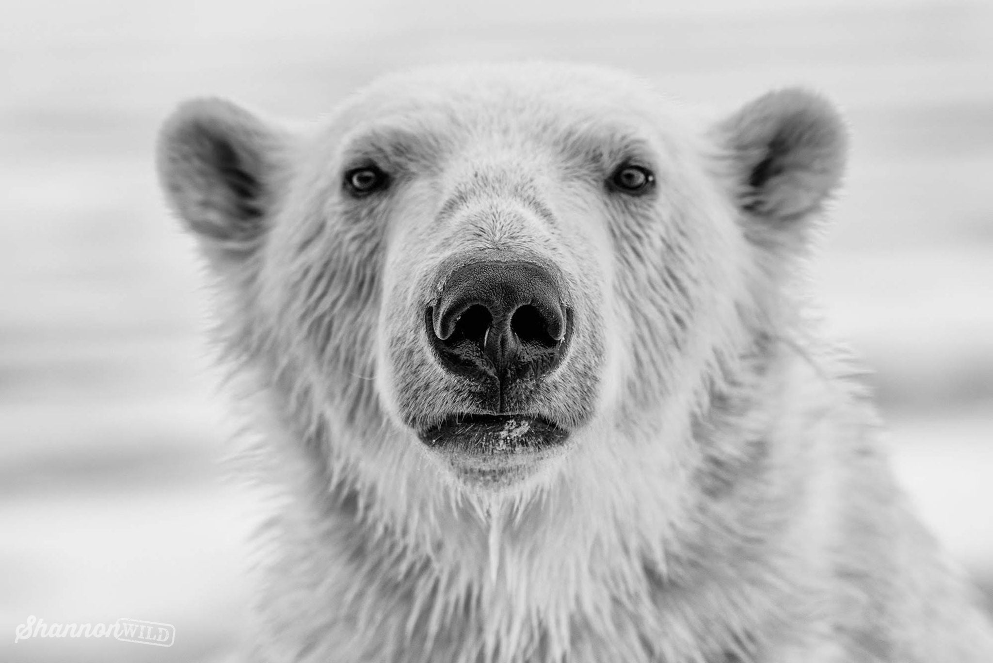 Inquisitive_Polar_Bear_5_Minutes_With_Shannon_Wild