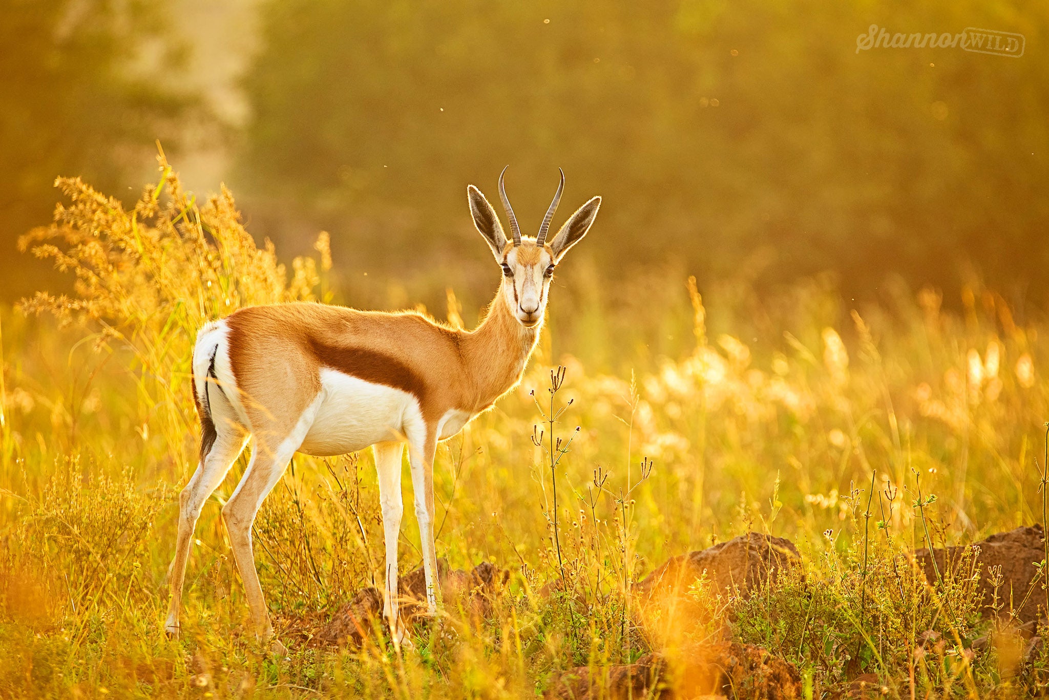 Golden_Impala_In_The_Sun_By_Shannon_Wild_ThinkTankPhoto