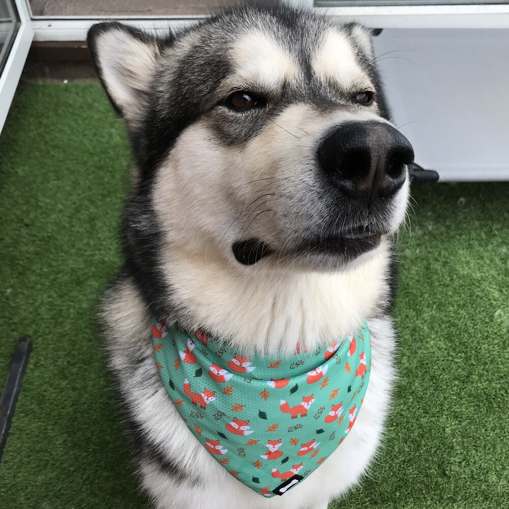 how to make a cooling bandana for dogs