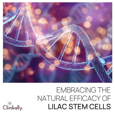 Embracing the Natural Efficacy of Lilac Stem Cells