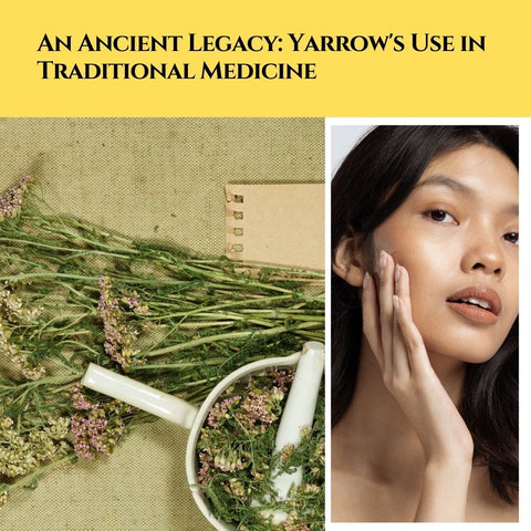 An Ancient Legacy: Yarrow's Use in Traditional Medicine