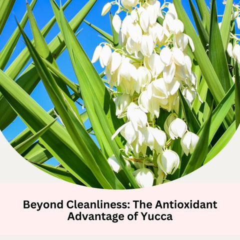 Beyond Cleanliness: The Antioxidant Advantage of Yucca