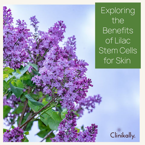 Exploring the Benefits of Lilac Stem Cells for Skin