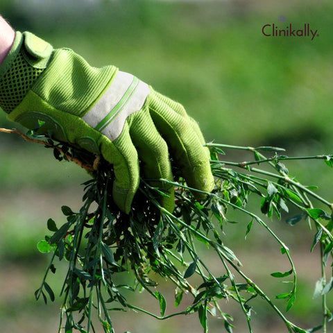 Top 10 Benefits: Why Horny Goat Weed Is Celebrated