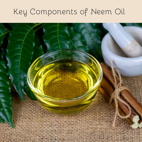 Key Components of Neem Oil