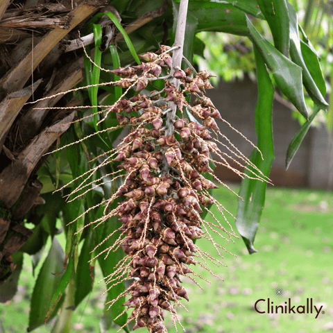 Babassu Oil