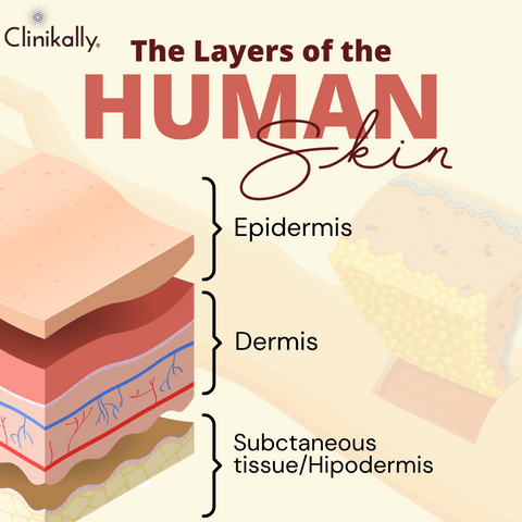 The Role and Structure of the Epidermis