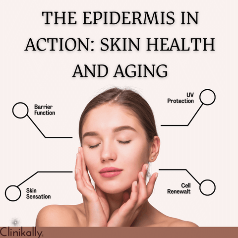 The Epidermis in Action: Skin Health and Aging