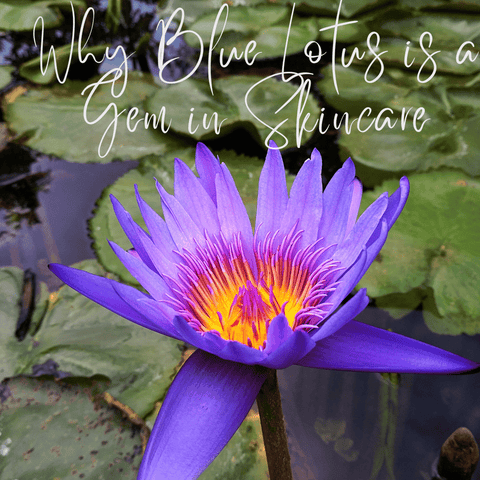 Why Blue Lotus is a Gem in Skincare