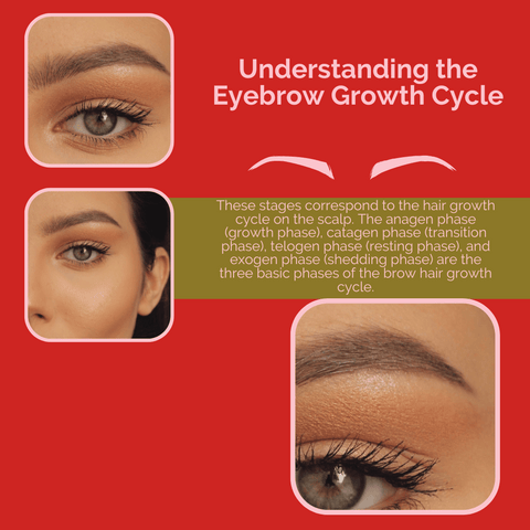 Understanding the Eyebrow Growth Cycle