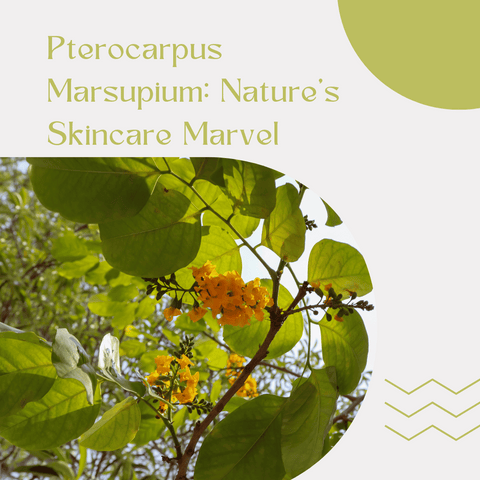 Pterocarpus Marsupium: Nature’s Skincare Marvel