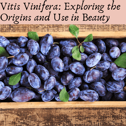 Vitis Vinifera: Exploring the Origins and Use in Beauty
