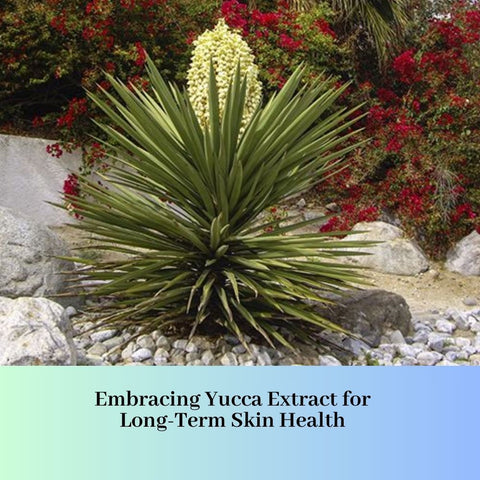 Embracing Yucca Extract for Long-Term Skin Health