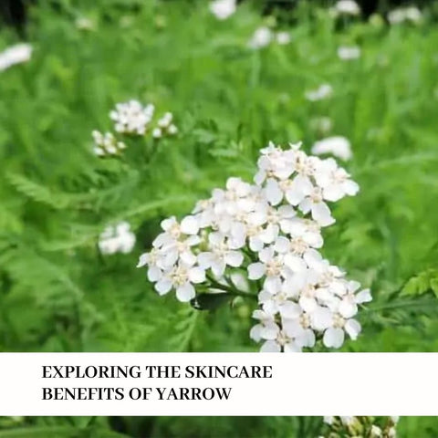 Exploring the Skincare Benefits of Yarrow