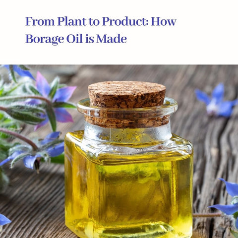 From Plant to Product: How Borage Oil is Made
