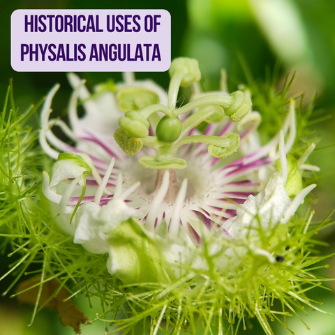 Historical Uses of Physalis Angulata