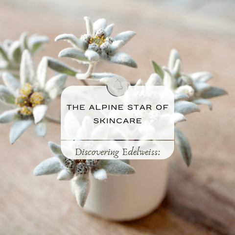 Discovering Edelweiss: The Alpine Star of Skincare