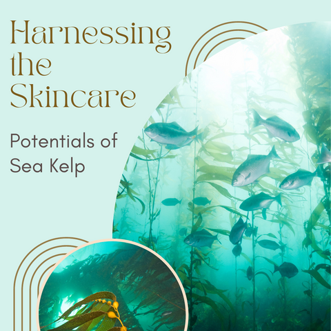Harnessing the Skincare Potentials of Sea Kelp