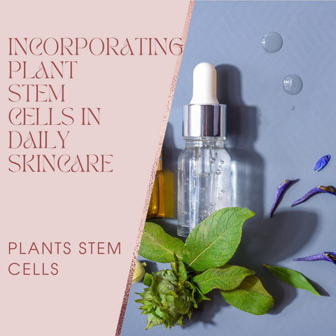 Incorporating Plant Stem Cells in Daily Skincare