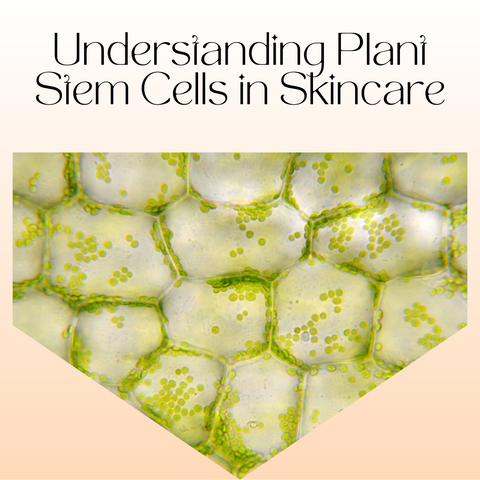 Understanding Plant Stem Cells in Skincare