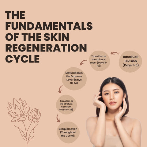 The Fundamentals of the Skin Regeneration Cycle