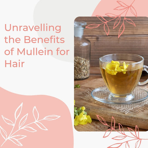 Unravelling the Benefits of Mullein for Hair