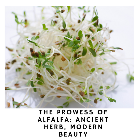 The Prowess of Alfalfa: Ancient Herb, Modern Beauty