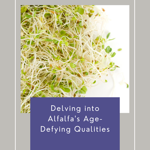 Delving into Alfalfa's Age-Defying Qualities