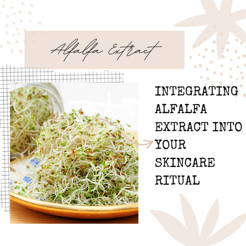 Integrating Alfalfa Extract into Your Skincare Ritual