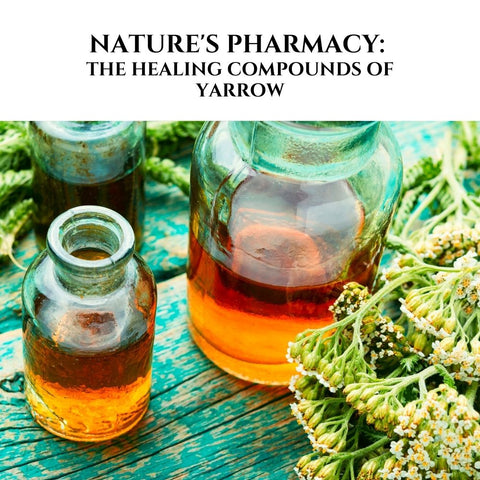 Nature's Pharmacy: The Healing Compounds of Yarrow