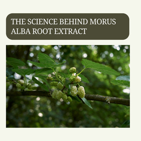 The Science Behind Morus alba Root Extract