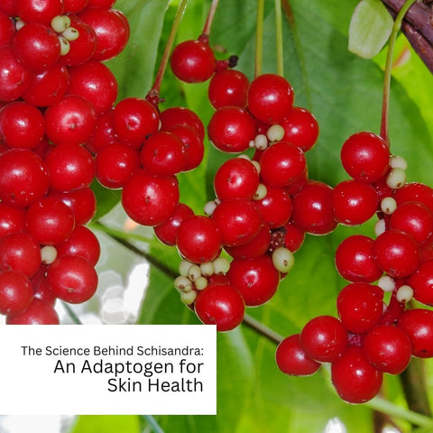 The Science Behind Schisandra: An Adaptogen for Skin Health