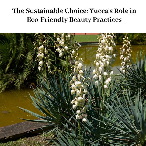 The Sustainable Choice: Yucca's Role in Eco-Friendly Beauty Practices