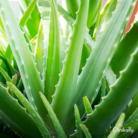 What is aloe vera?