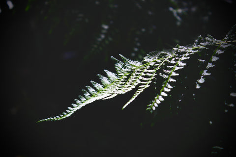 light on fern