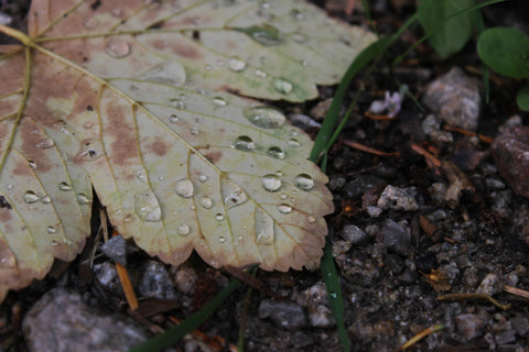 Detail of an autumn leaf with drops of water 