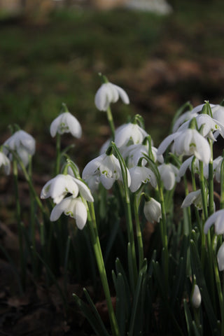 snowdrops