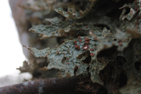 detail lung wort on a tree