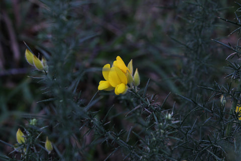 gorse blooming