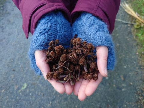 alder cone in my hands