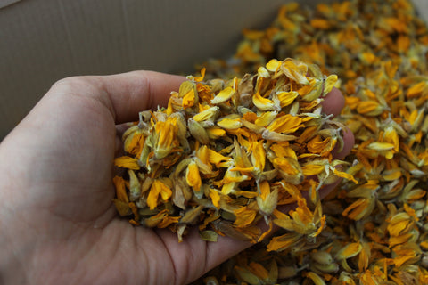 dried gorse flowers