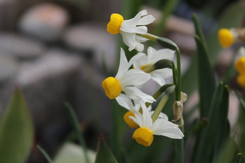 Daffodils