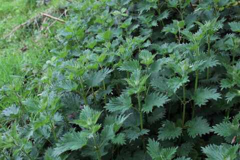 Nettles