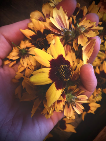 coreopsis in my hand